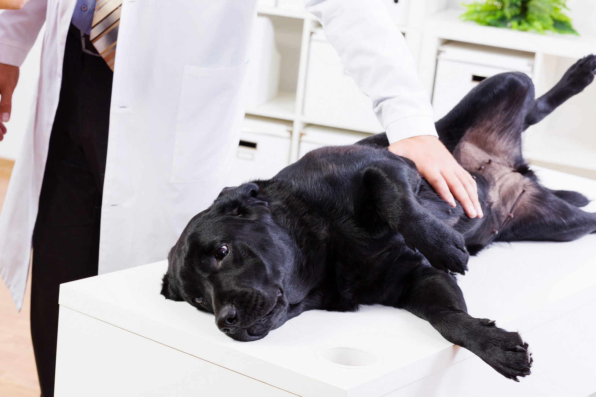Veterinary Services in Lansing, IL | Ridge Animal Clinic